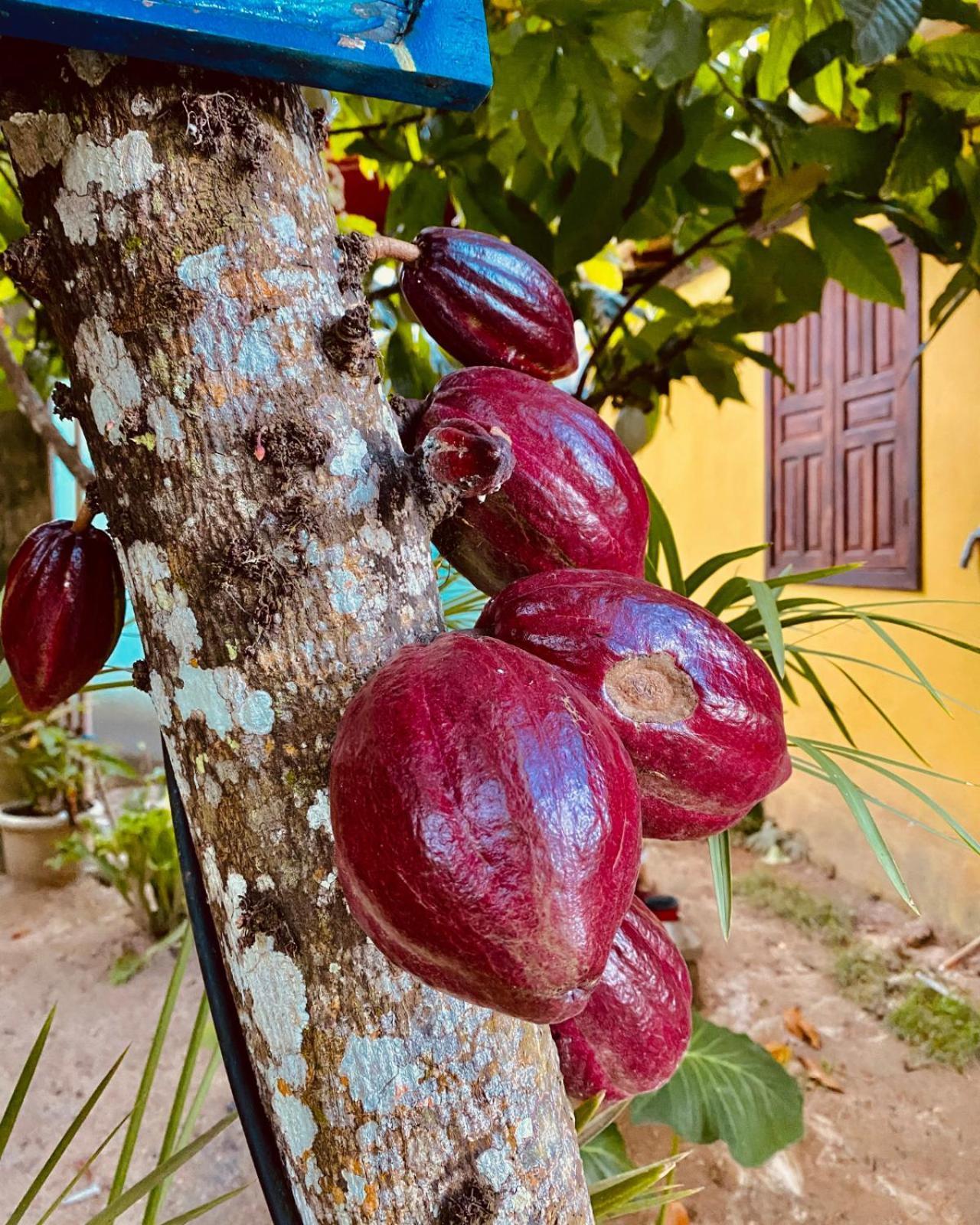 Caraiva Recanto Pousada De Ferias Bagian luar foto